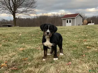 Mixed Breed dogs Kia - Ad 24