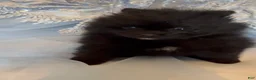 Pomeranian dogs for sale: Trinity  - Ad 7