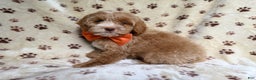 Cockapoo dogs for sale: Breezy - Ad 1