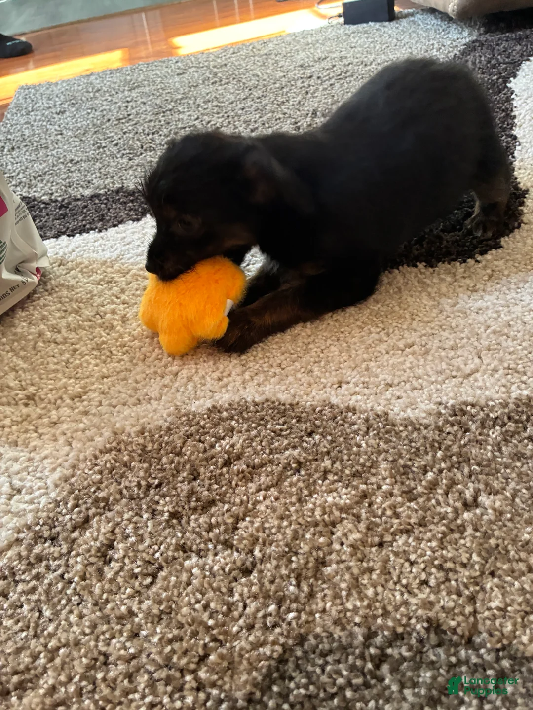 Mixed Breed dogs for sale: Mixed Breed Puppy 4 - Ad 4