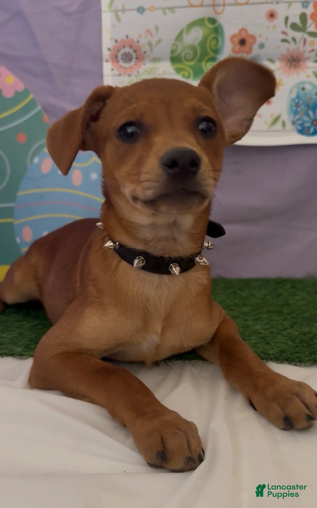 Miniature Pinscher dogs for sale: Miniature Pinscher 03 - Ad 1