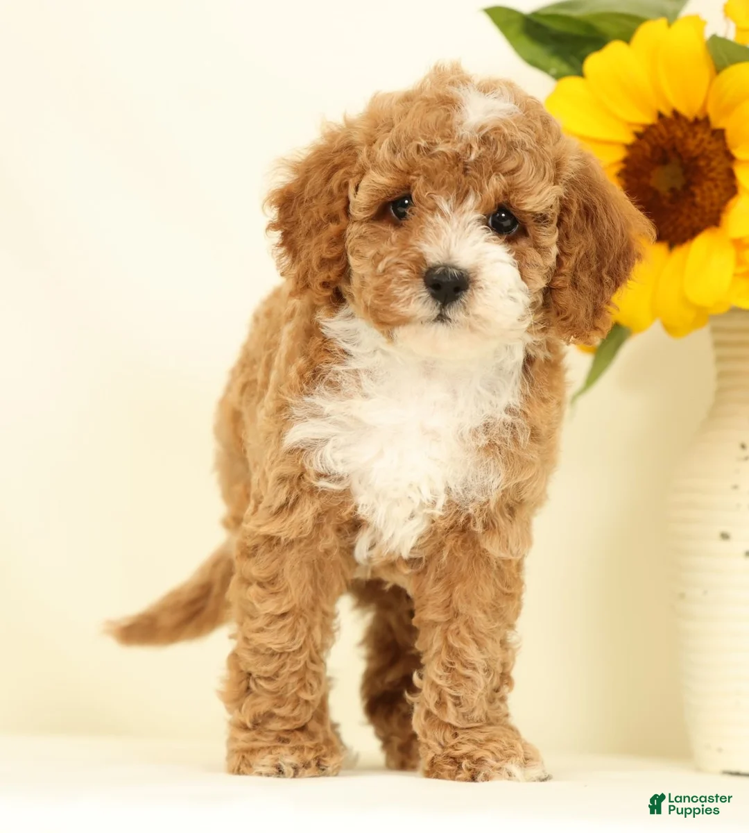 Cavapoo dogs for sale: Maggie - Ad 1