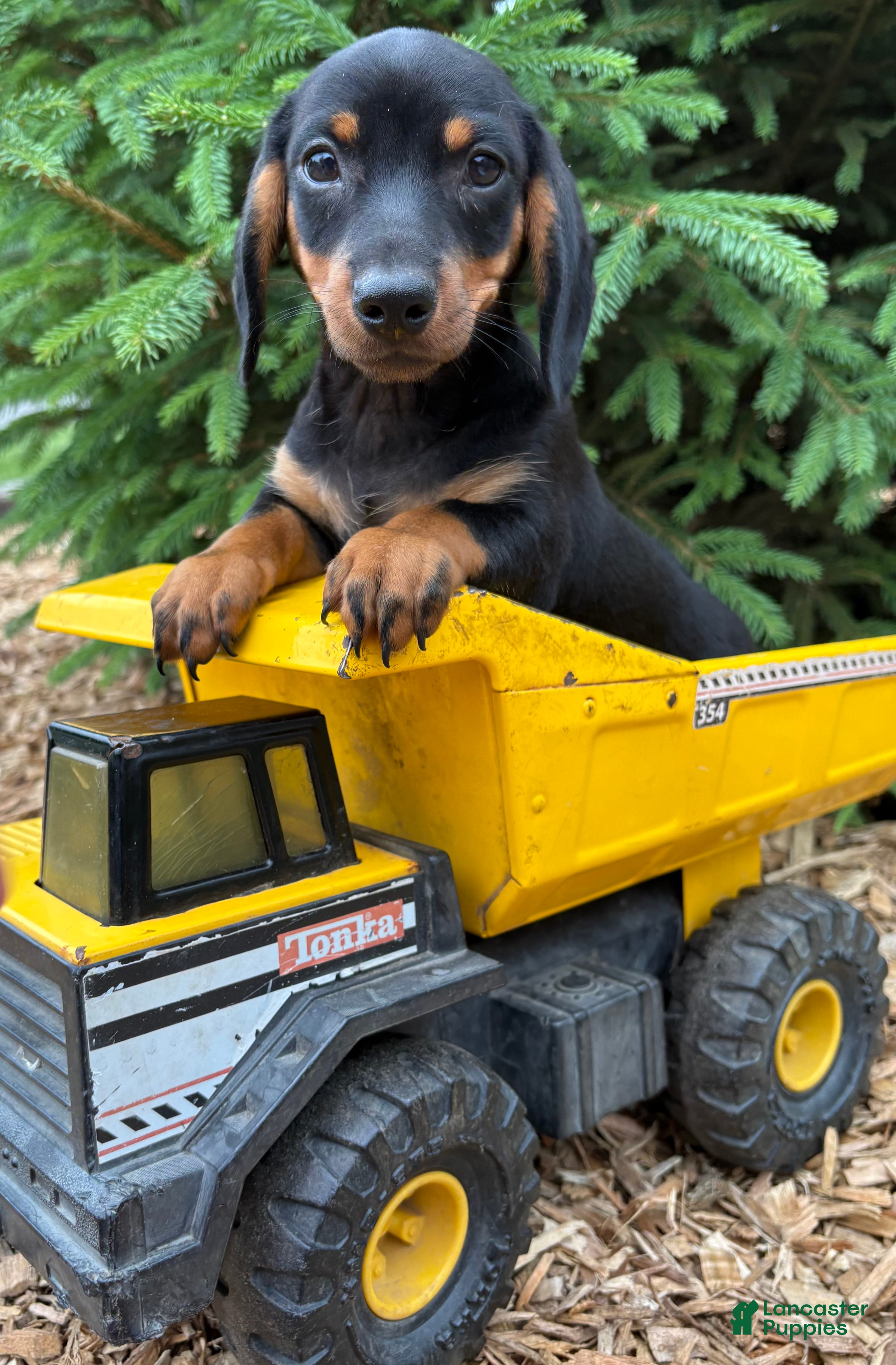 Dachshund dogs Echo - Ad 1