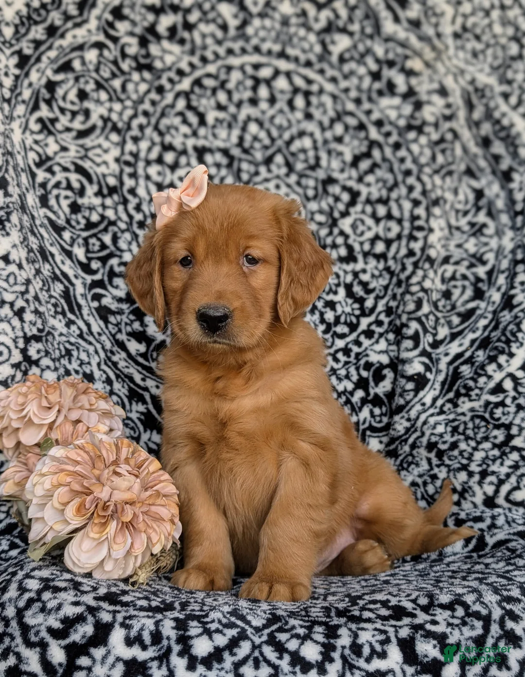 Golden Retriever dogs for sale: Lydia - Ad 8