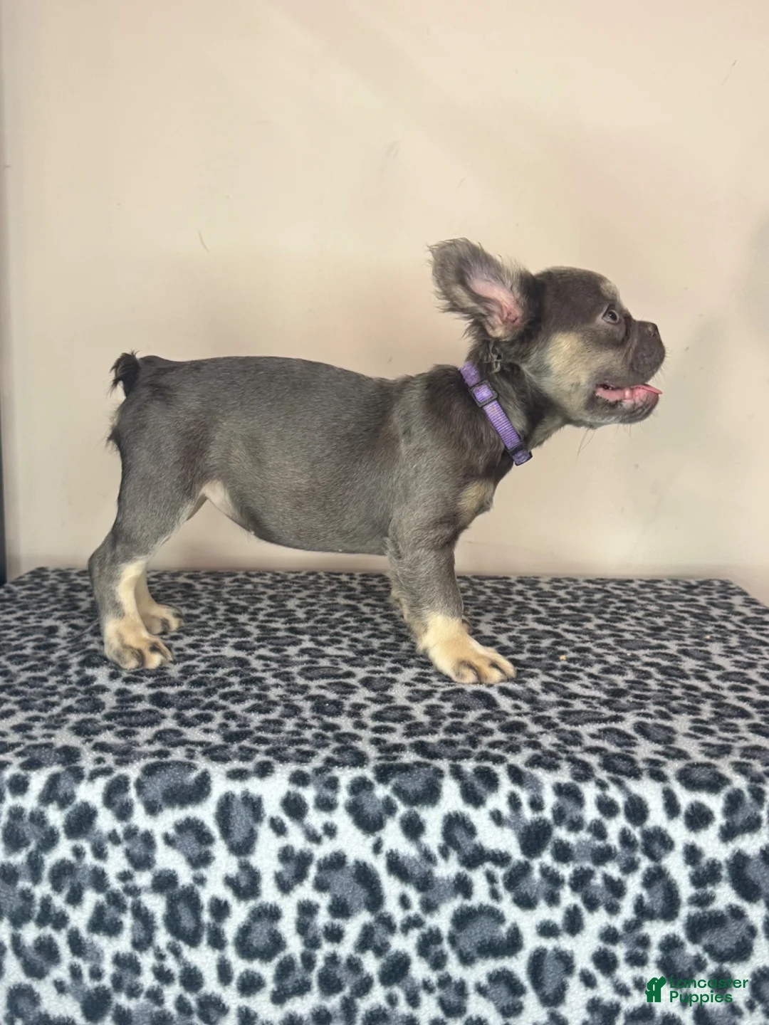 French Bulldog dogs for sale: French Bulldog 6 - Ad 2
