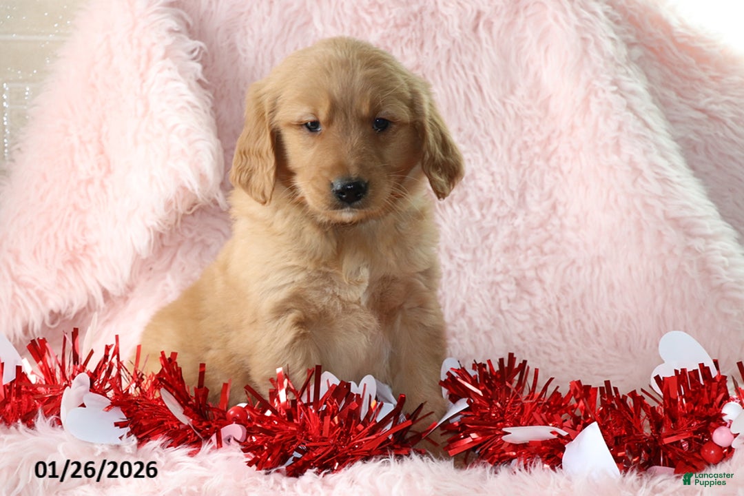 Golden Retriever dogs for sale: Lindsey - Ad 3