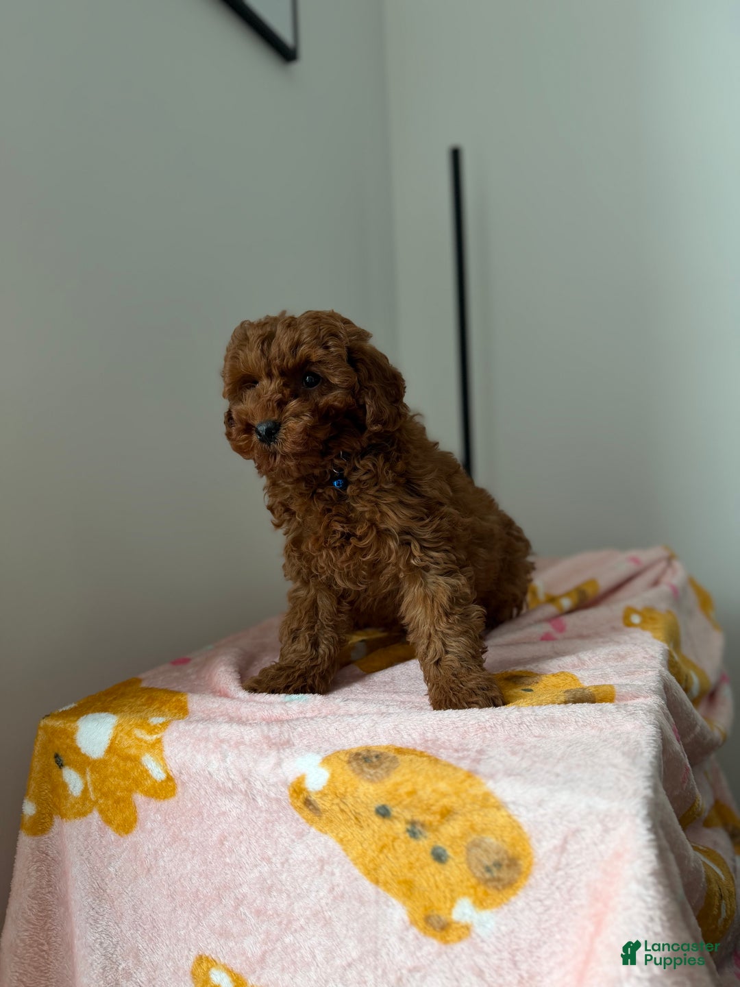 Toy Poodle dogs for sale: Max - Ad 5