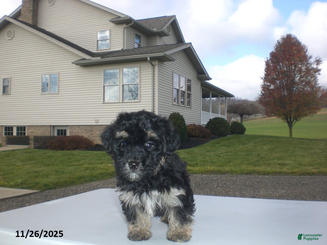 Yorkiepoo dogs for sale: Trent - Ad 5