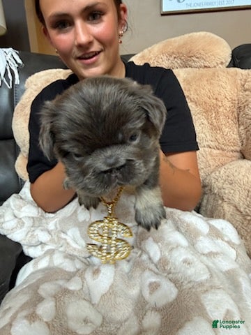 French Bulldog dogs Boy 2 - Ad 2