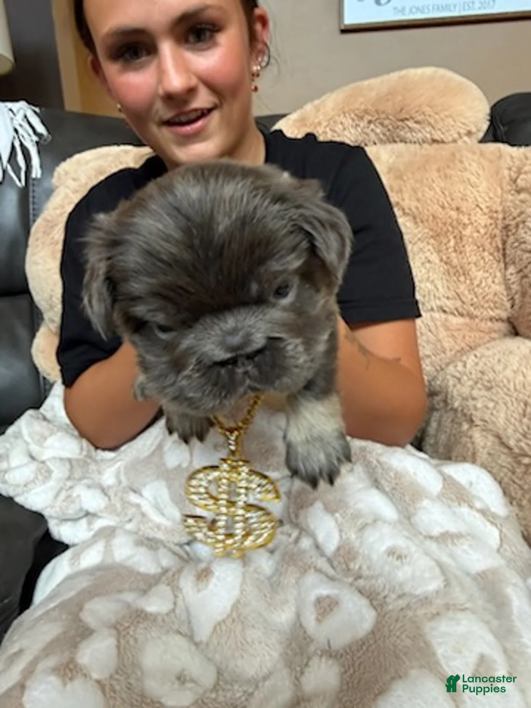 French Bulldog dogs for sale: Boy 2 - Ad 2