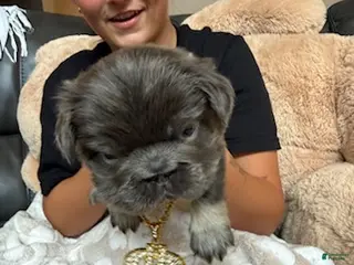 French Bulldog dogs Boy 2 - Ad 2