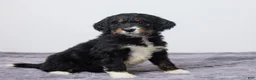 Bernedoodle dogs for sale: Kayli - Ad 5