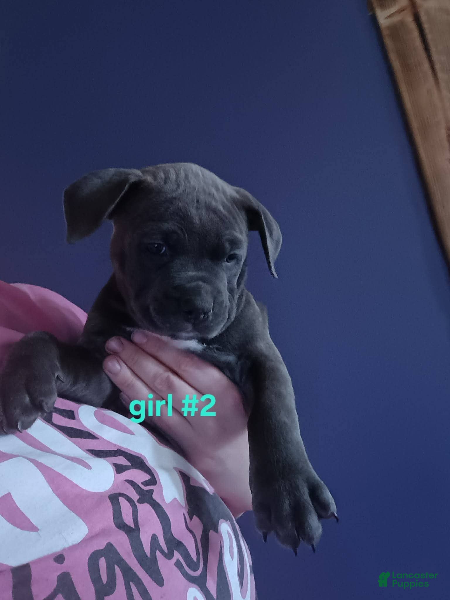 American Pit Bull Terrier dogs American Pit Bull Terrier Puppy 6 - Ad 34