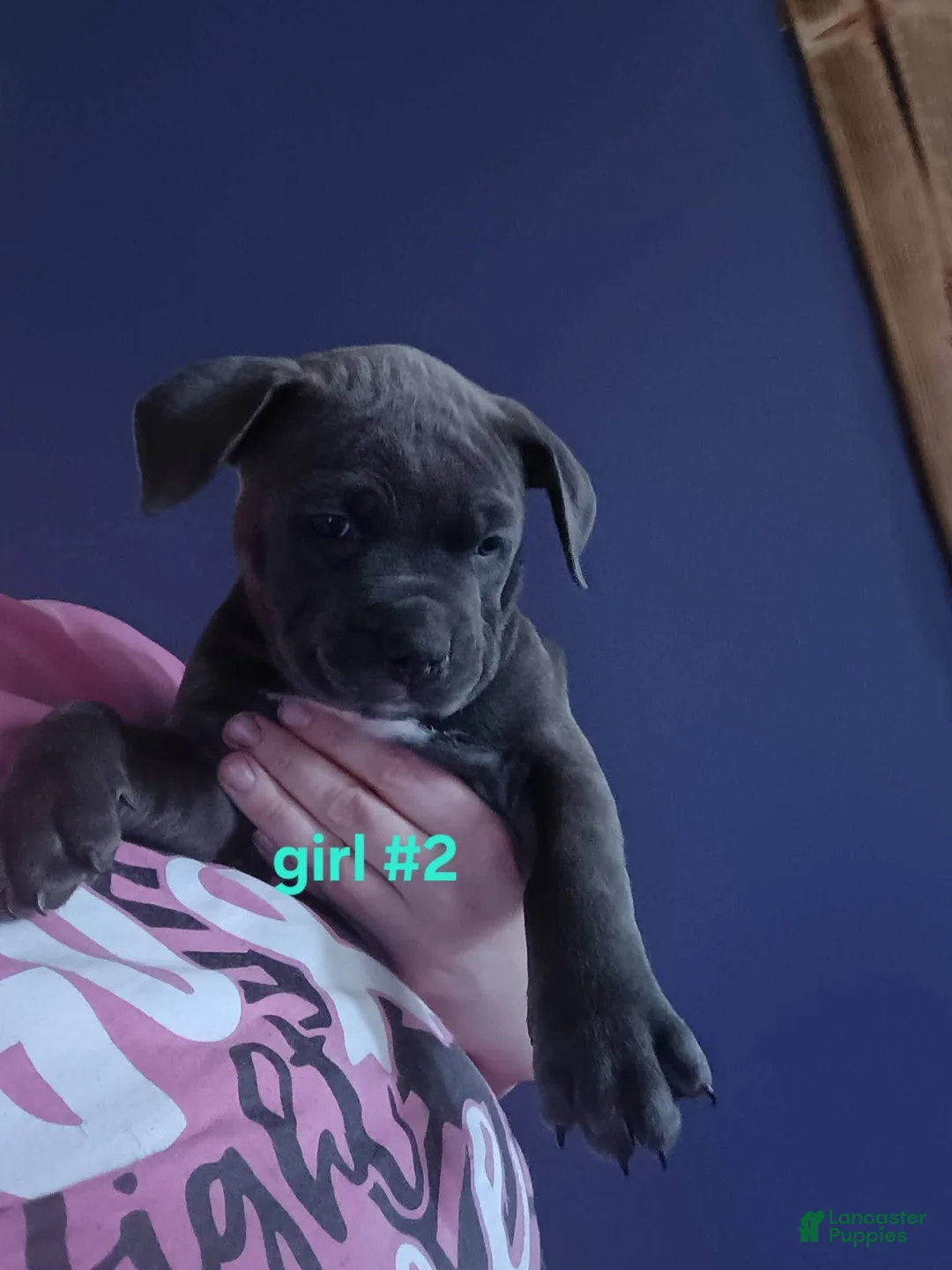 American Pit Bull Terrier dogs for sale: American Pit Bull Terrier Puppy 6 - Ad 1