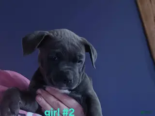 American Pit Bull Terrier dogs American Pit Bull Terrier Puppy 6 - Ad 34