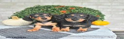 Miniature Dachshund dogs for sale: Perry - Ad 5