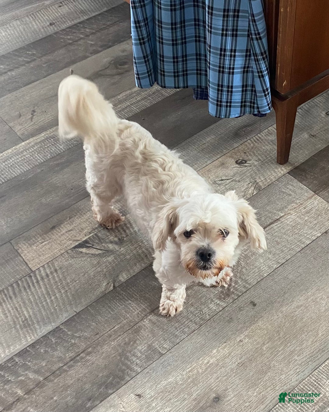 Mixed Breed dogs for sale: Diesel  - Ad 4