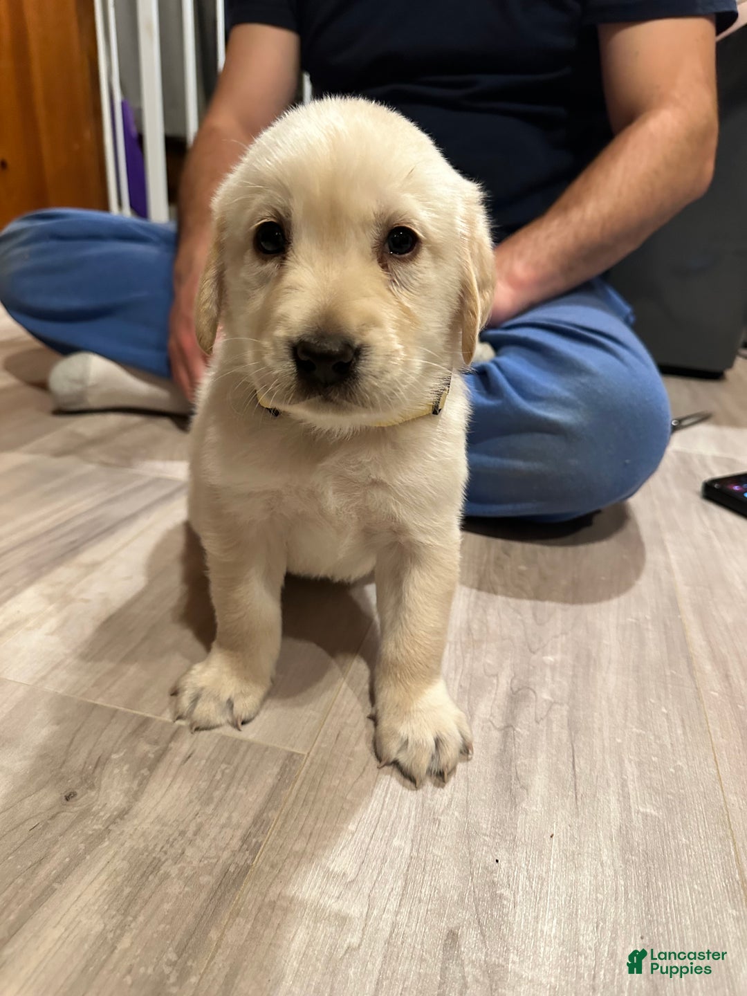 Mixed Breed dogs for sale: Bowser  - Ad 1