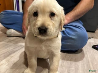 Mixed Breed dogs Bowser - Ad 24