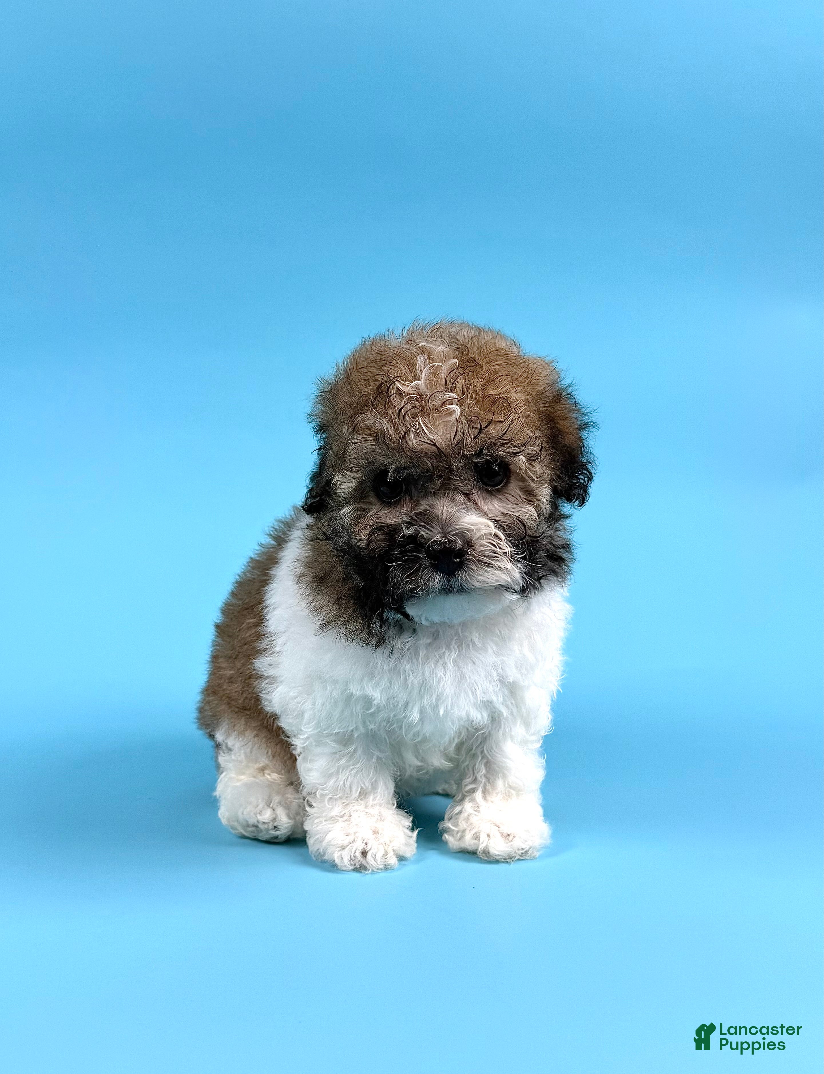 Havanese dogs DIESEL - Ad 1
