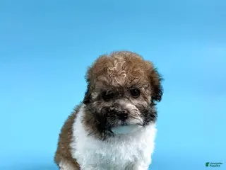 Havanese dogs for sale: DIESEL - Ad 4