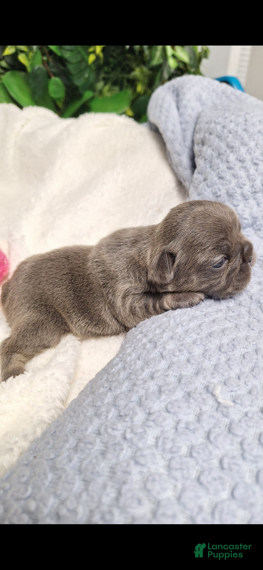 French Bulldog dogs for sale: Ms little  - Ad 7