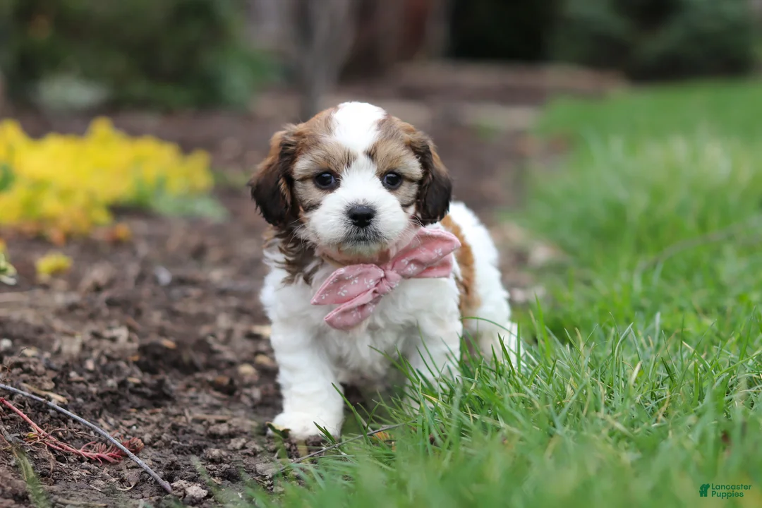 Cavachon dogs for sale: Darla - Ad 1