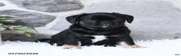 Pug dogs for sale: Buster - Ad 5