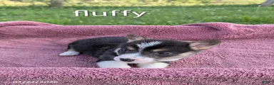Fluffy