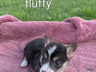 Welsh Corgi Pembroke dogs Fluffy - Ad 2