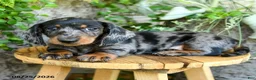 Miniature Dachshund dogs for sale: Edwin - Ad 3