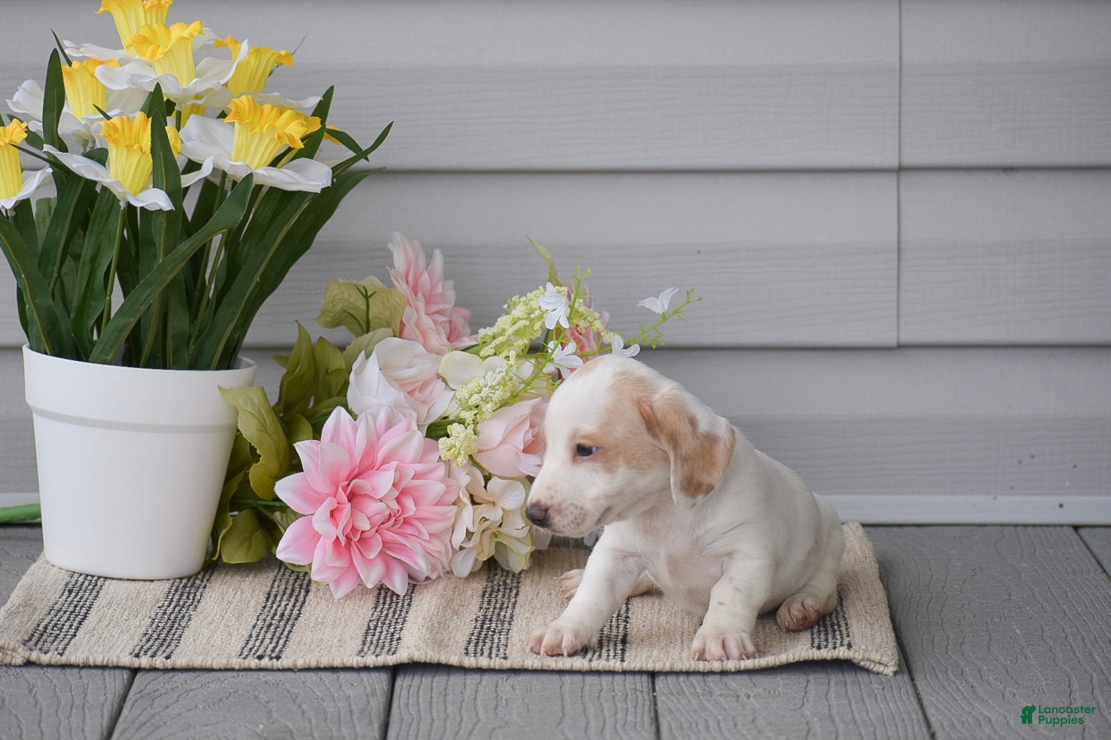 Miniature Dachshund dogs Noah - Ad 2