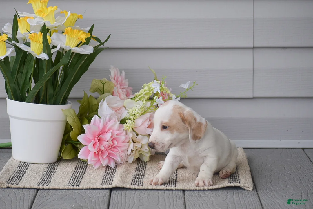 Miniature Dachshund dogs for sale: Noah - Ad 2