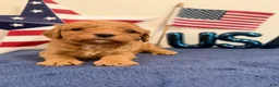 Cavapoo dogs for sale: Firecracker - Ad 4