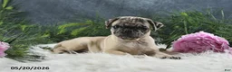 Pug dogs for sale: Gracelyn - Ad 10