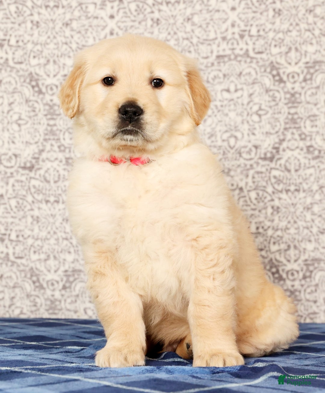 Golden Retriever dogs for sale: Bruno - Ad 2