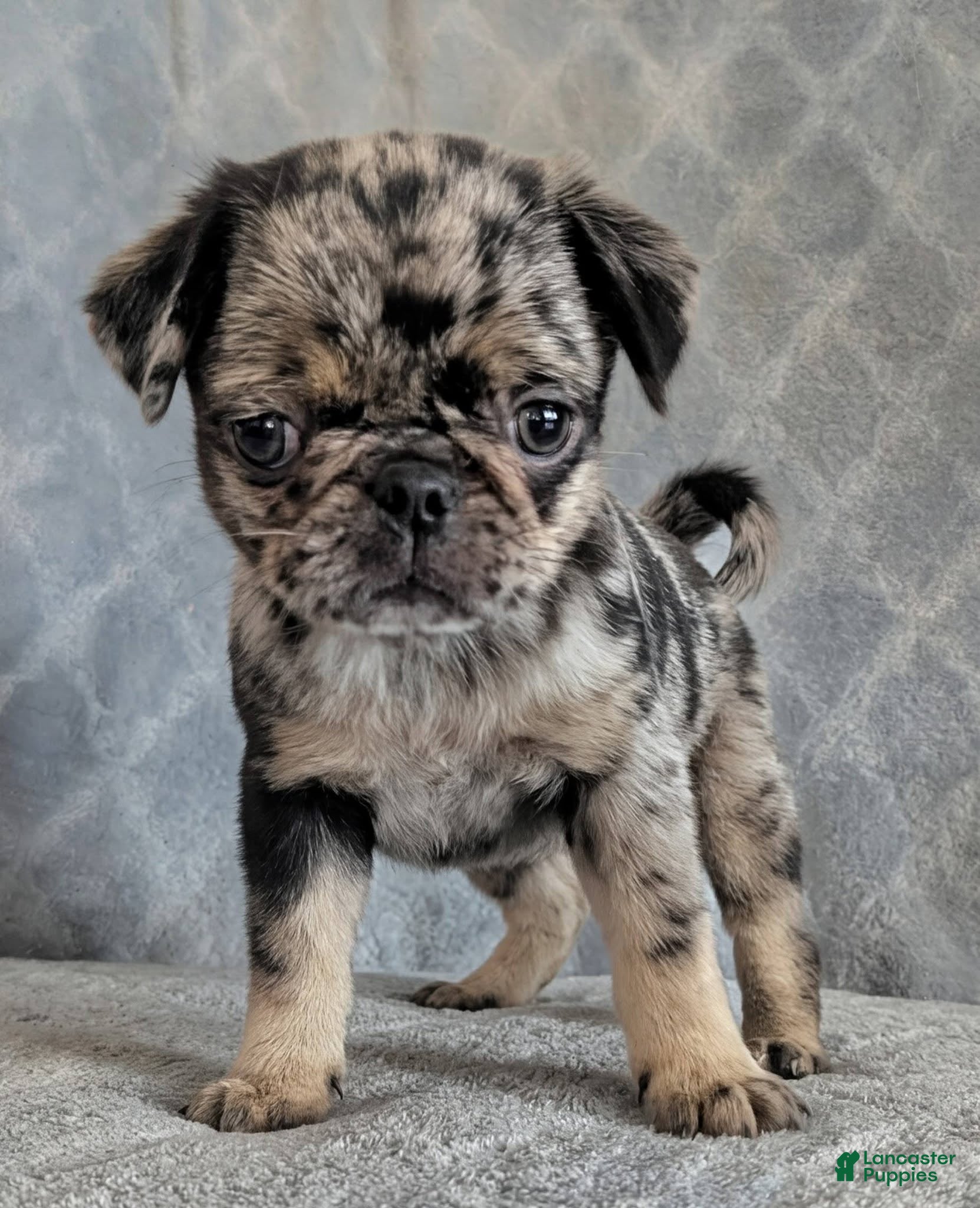Pug dogs Eclair - Ad 1