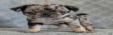 Eclair