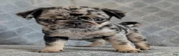 Pug dogs for sale: Eclair - Ad 1