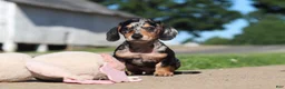 Miniature Dachshund dogs for sale: Barney - Ad 7