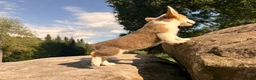 Welsh Corgi Pembroke dogs for sale: Tucker - Ad 12