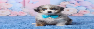 Banjo