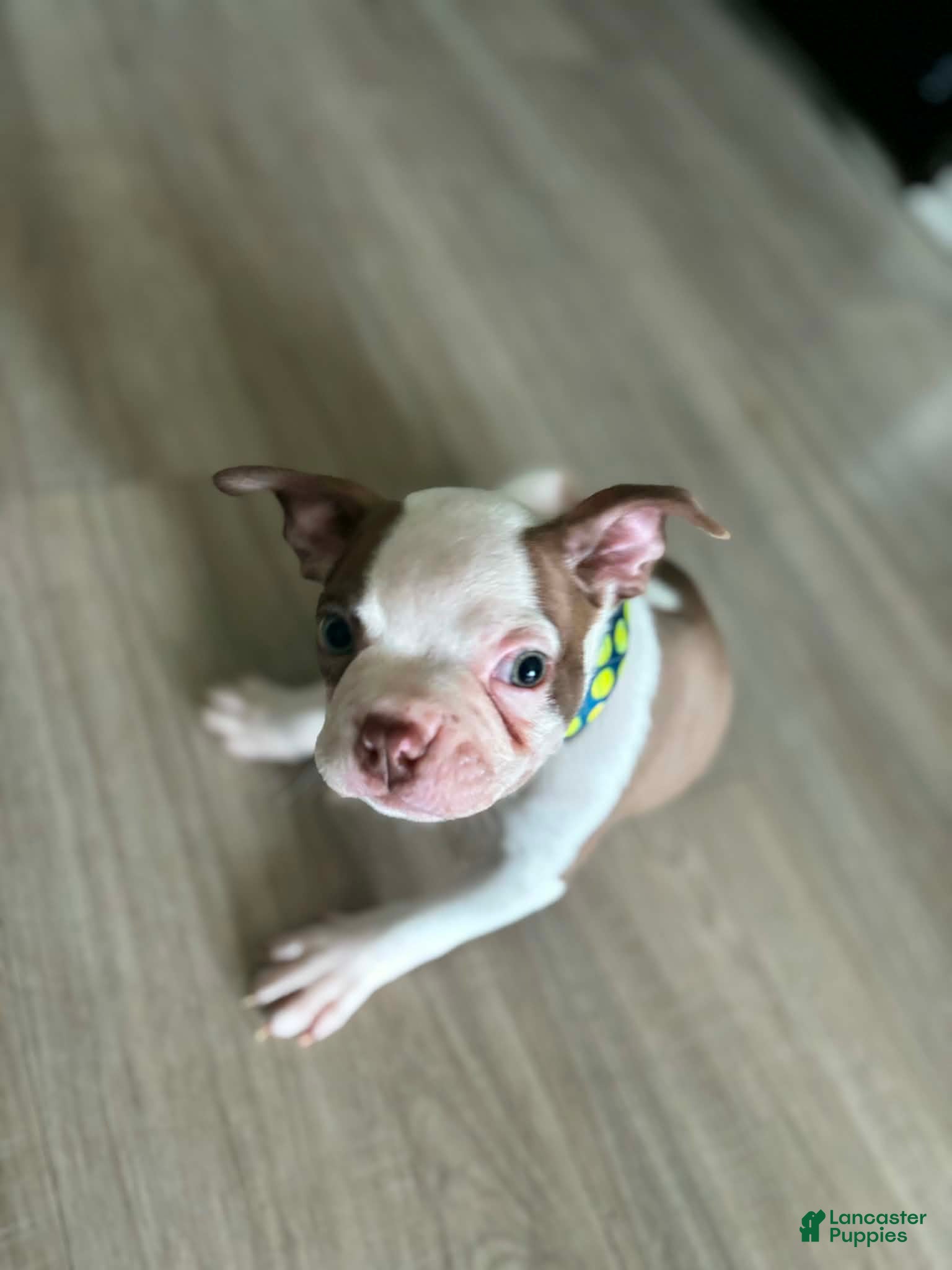Boston Terrier dogs for sale: Boston Terrier Puppy 2 - Ad 2