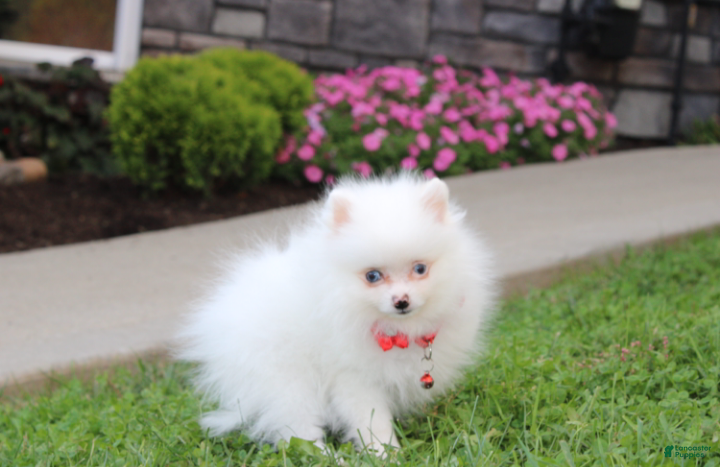Pomeranian dogs for sale: Casper - Ad 1