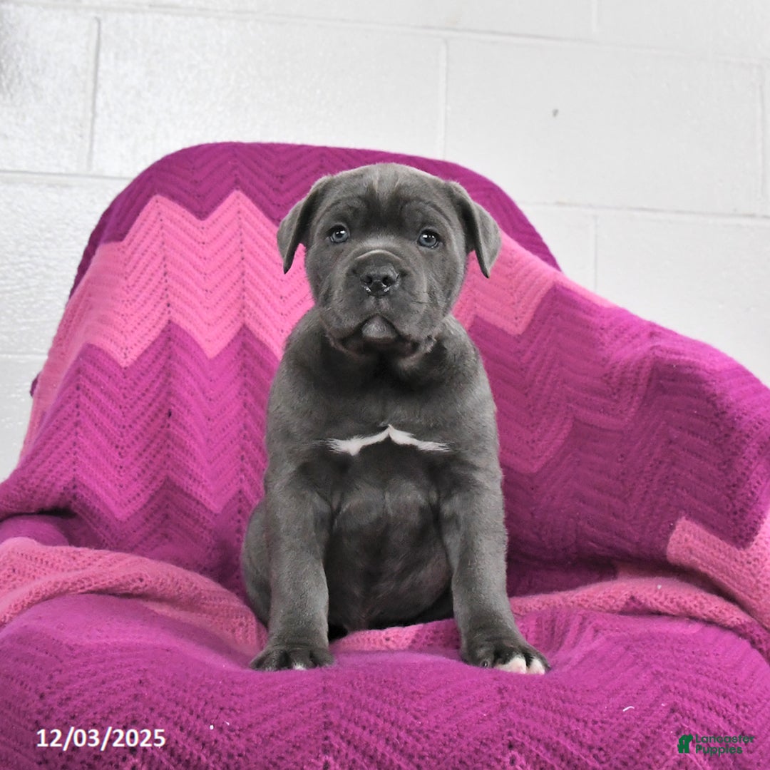 Cane Corso dogs for sale: Rocket - Ad 3