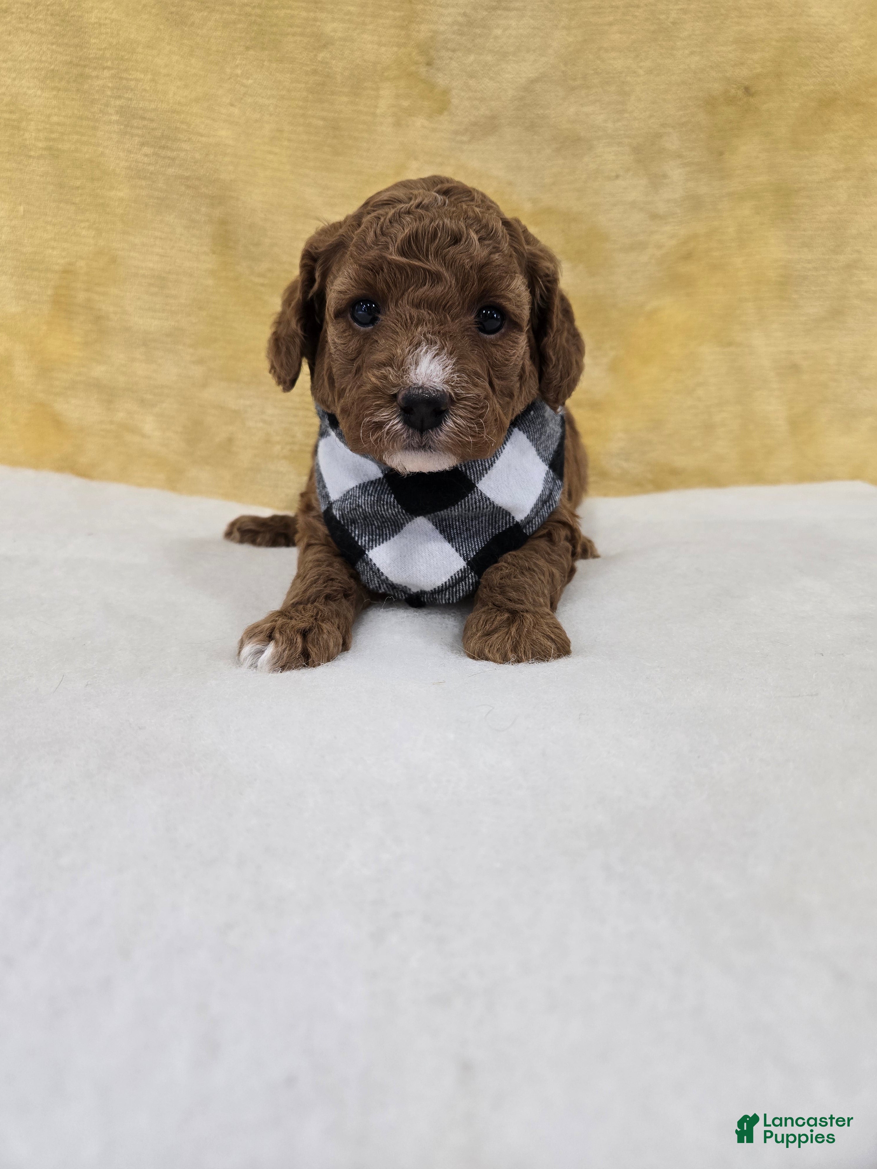 Mini Goldendoodle dogs Skylark  - Ad 2