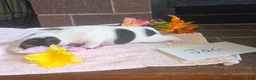 Wire Fox Terrier dogs for sale: (Jaci)  Wire Fox Terrier 2 - Ad 7
