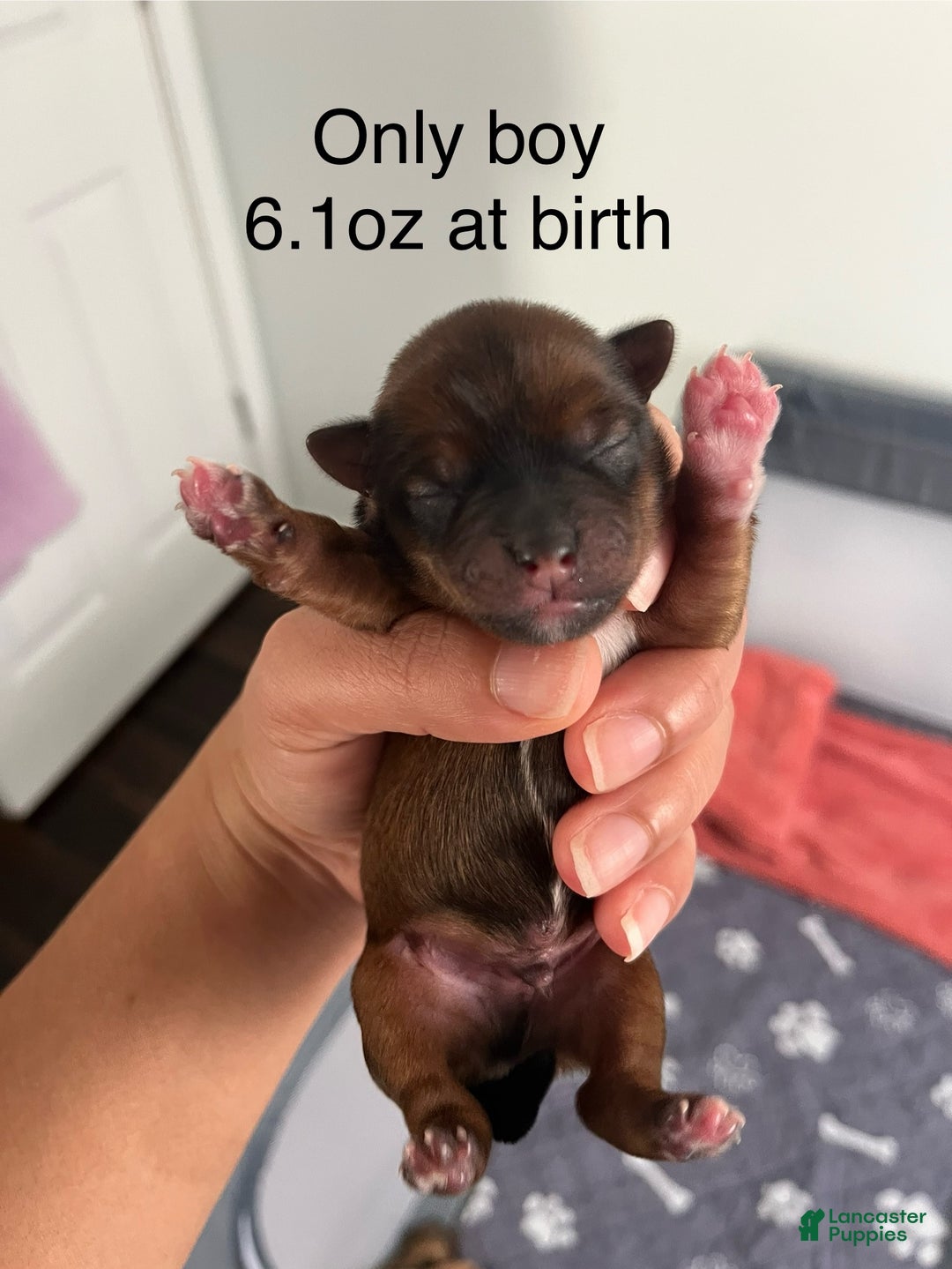 Yorkshire Terrier dogs for sale: Yorkshire Terrier Puppy 1 - Ad 3