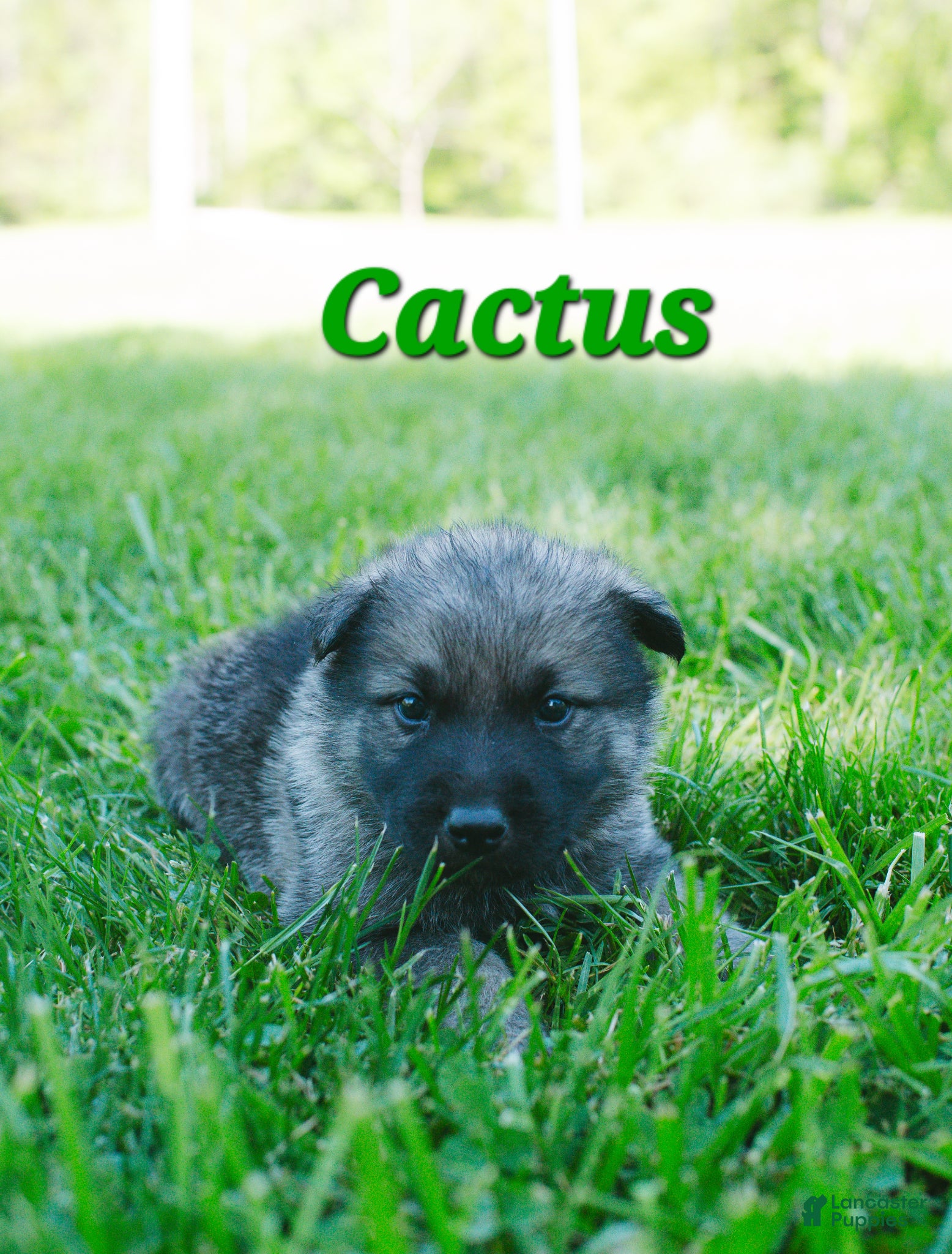 Mixed Breed dogs for sale: Cactus - Ad 1