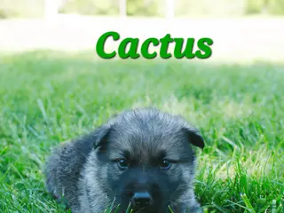 Mixed Breed dogs for sale: Cactus - Ad 1